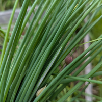 Chives