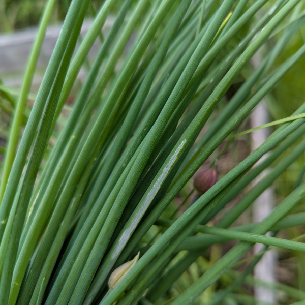 Chives