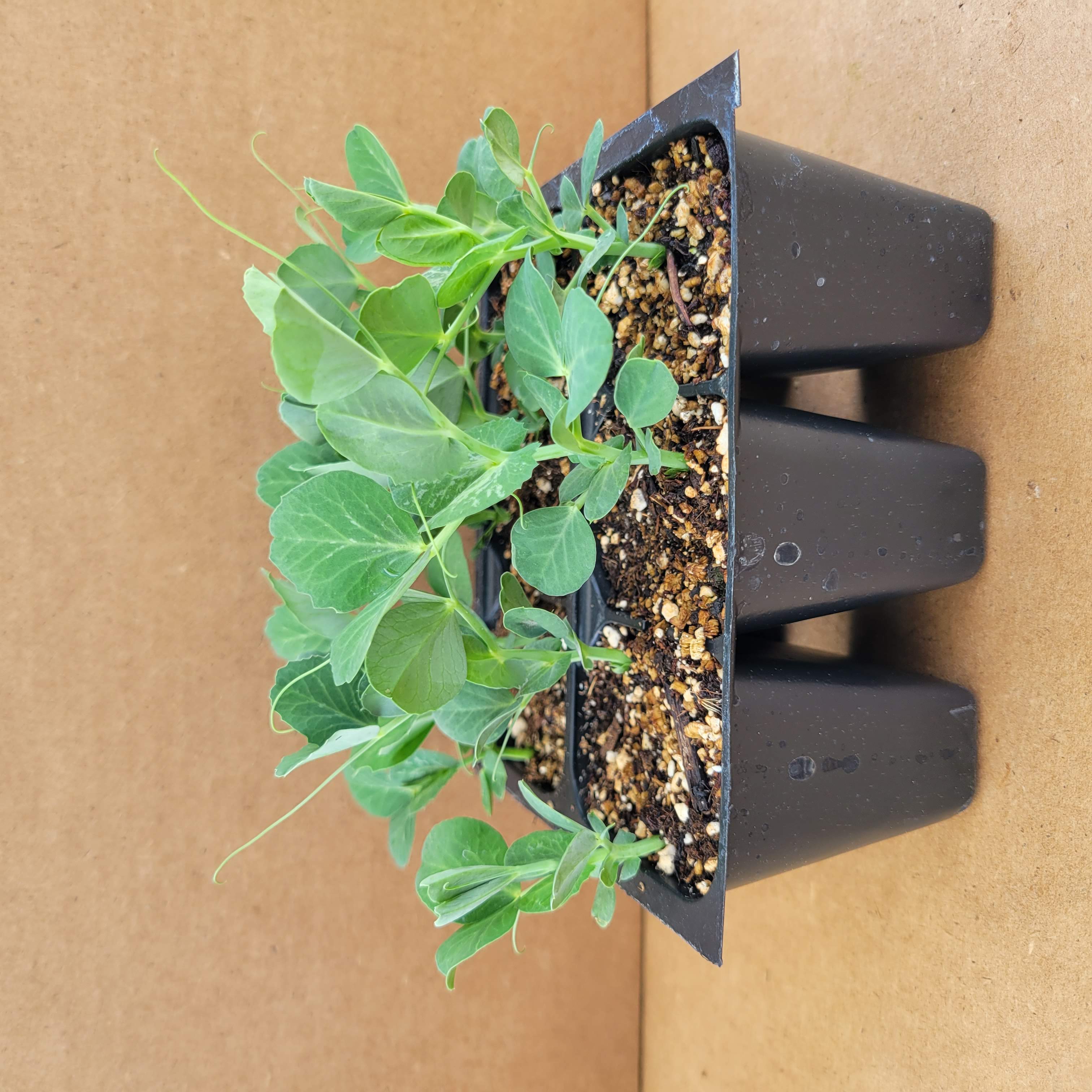 Shelling Peas Seedling