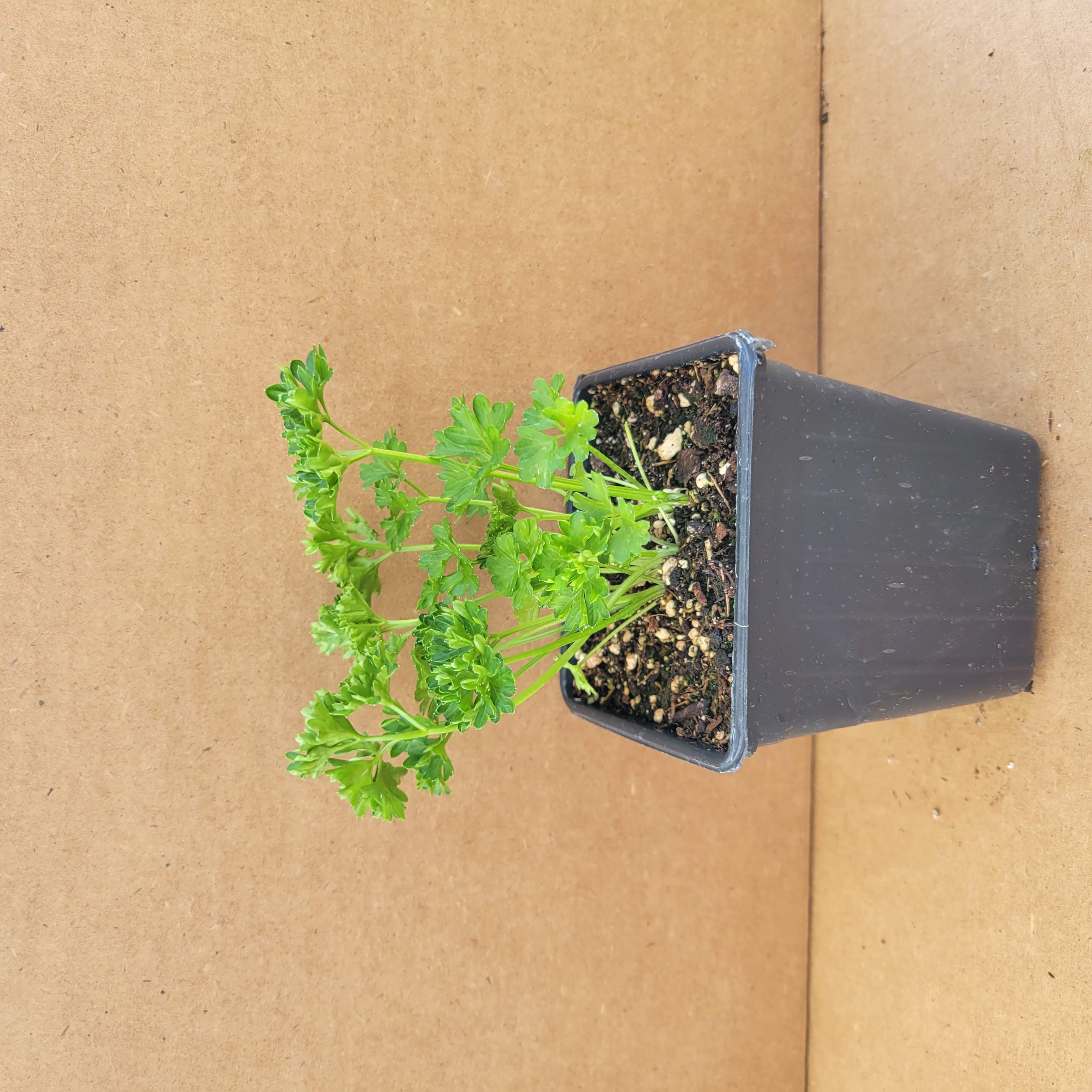 Curly Parsley Seedling