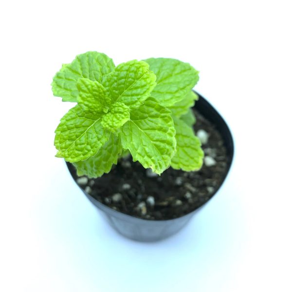 Mint Seedling