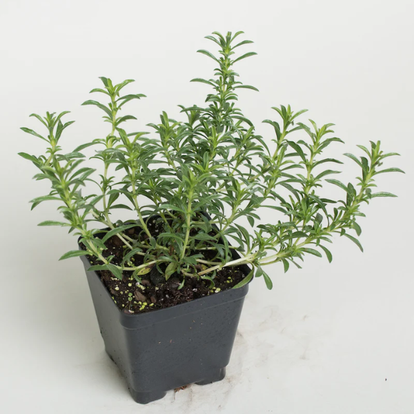 Winter Savoury Seedling