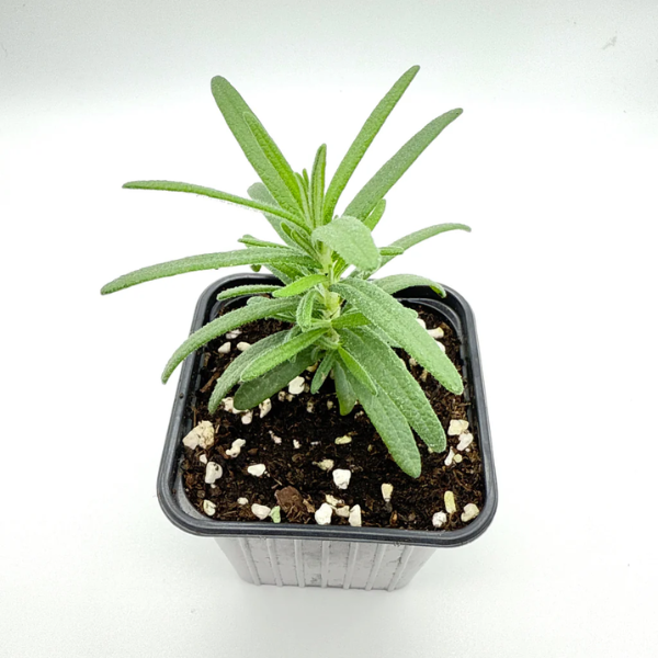 Rosemary Seedling