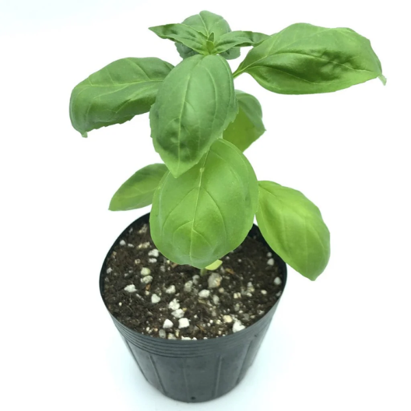 Basil Seedling
