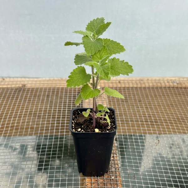 Catnip Seedling