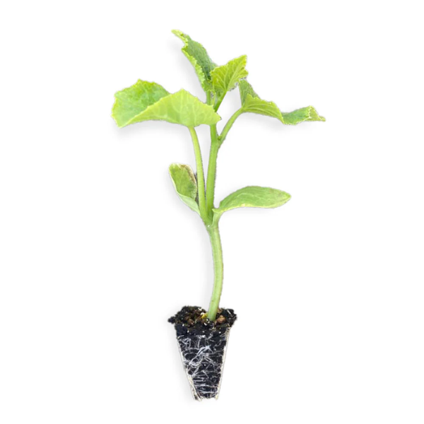 Cucumber Seedling