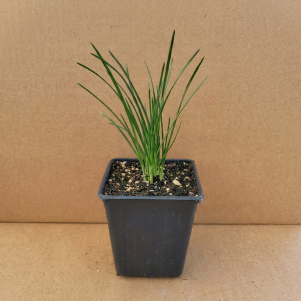 Garlic Chives Seedling