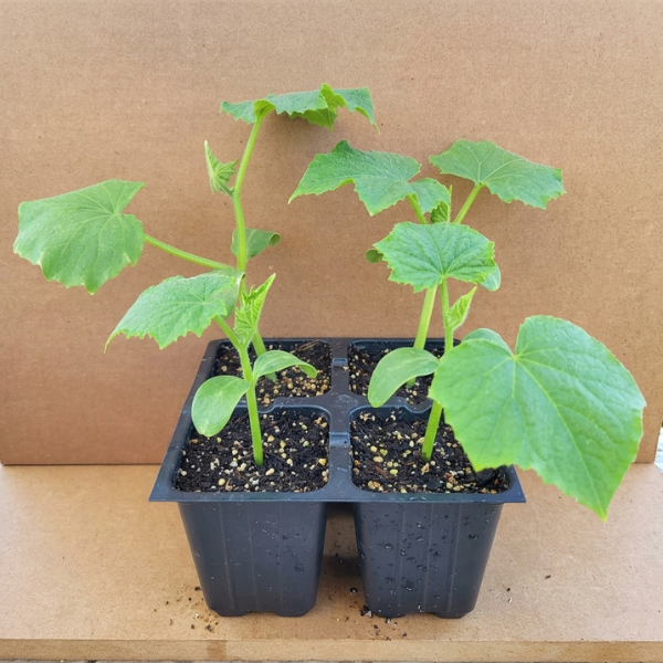 Marketmore Cucumber Seedling