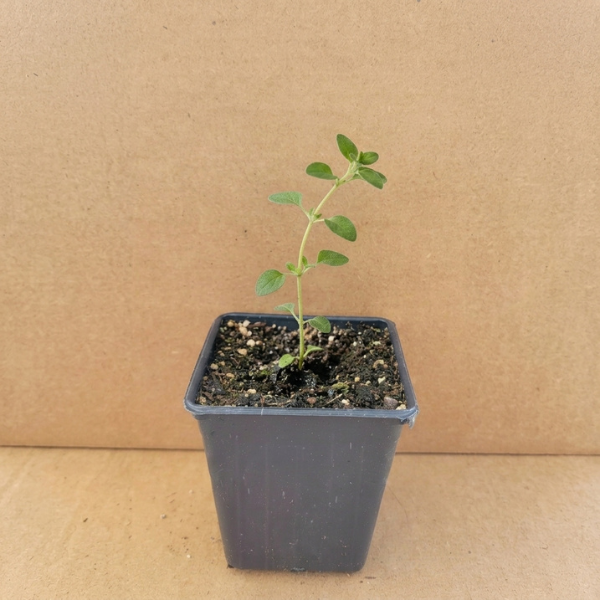 Sweet Marjoram Seedling
