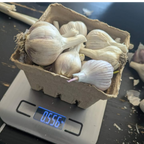 Sprouted Garlic