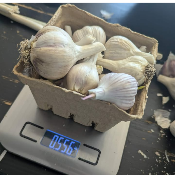 Sprouted Garlic