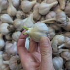 Sprouted Garlic