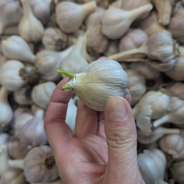 Sprouted Garlic