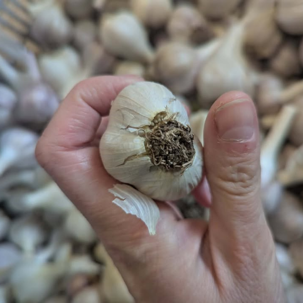 Sprouted Garlic