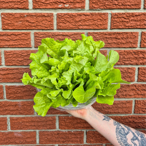 Head Lettuce