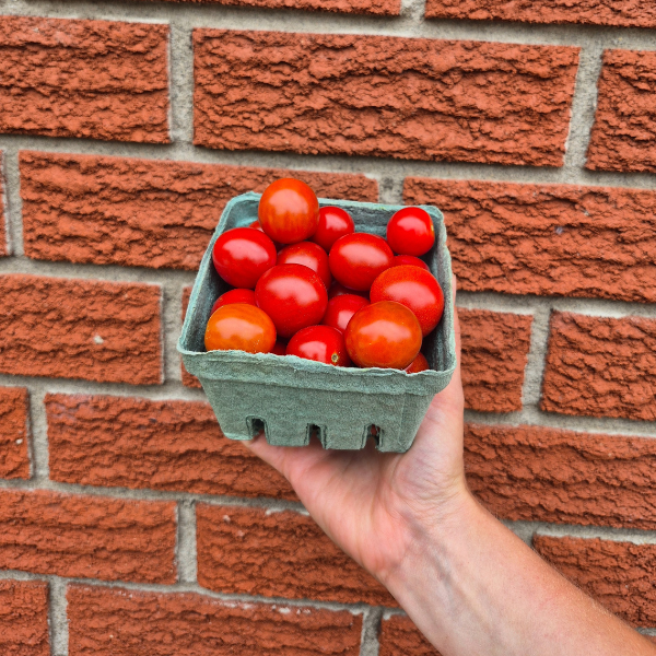 Cherry Bomb Seedling