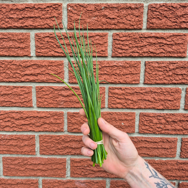 Chives