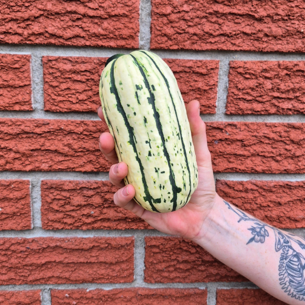 Delicata Squash