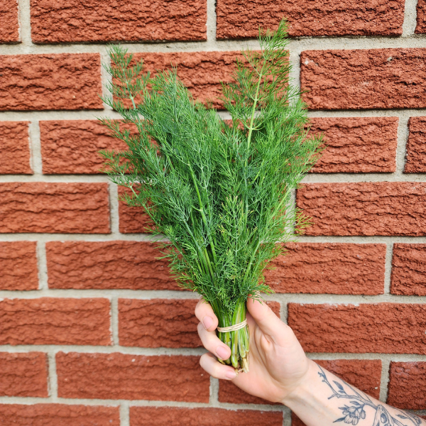 Dill