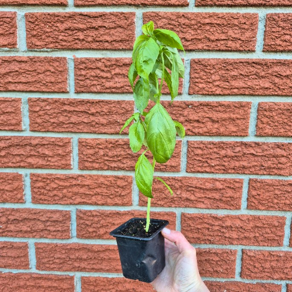 Basil Seedling