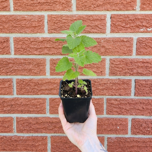 Catnip Seedling