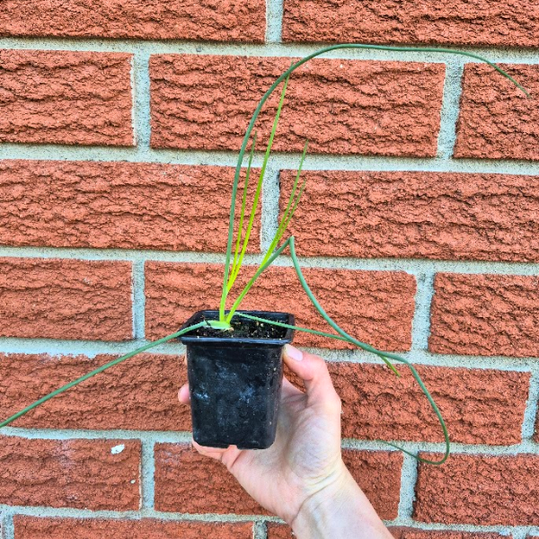 Chives Seedling