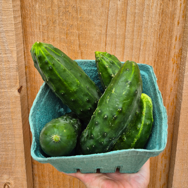 Cucumber