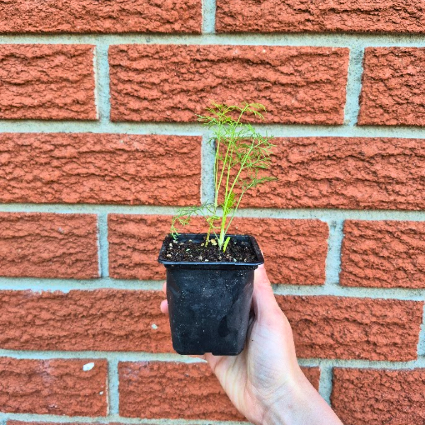 Dill Seedling
