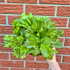 Lettuce Bucket