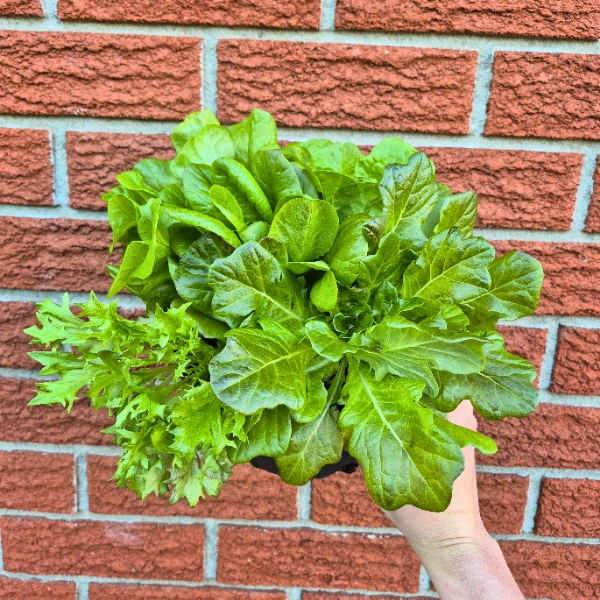 Lettuce Bucket