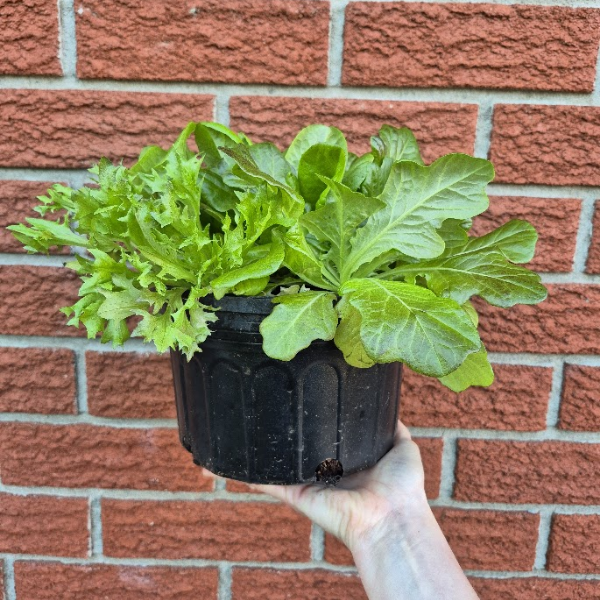 Lettuce Bucket