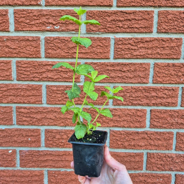 Mint Seedling
