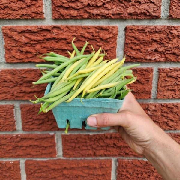 Fresh Beans