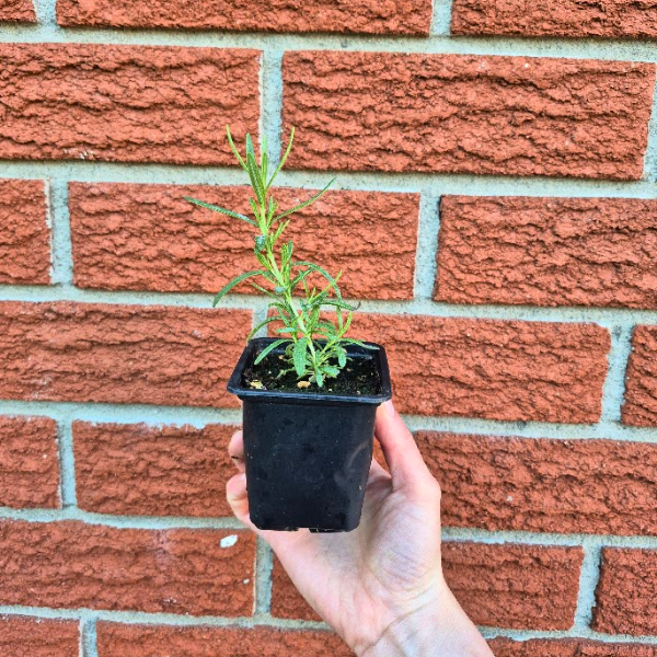 Rosemary Seedling
