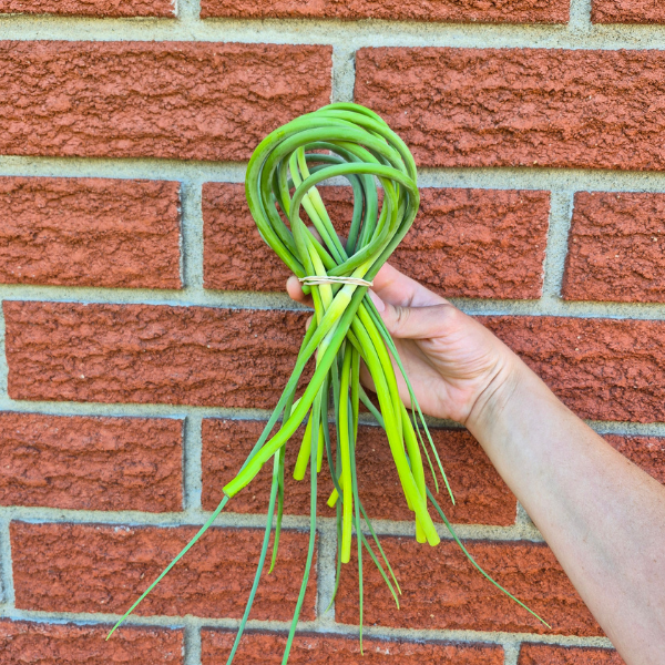 Garlic Scapes