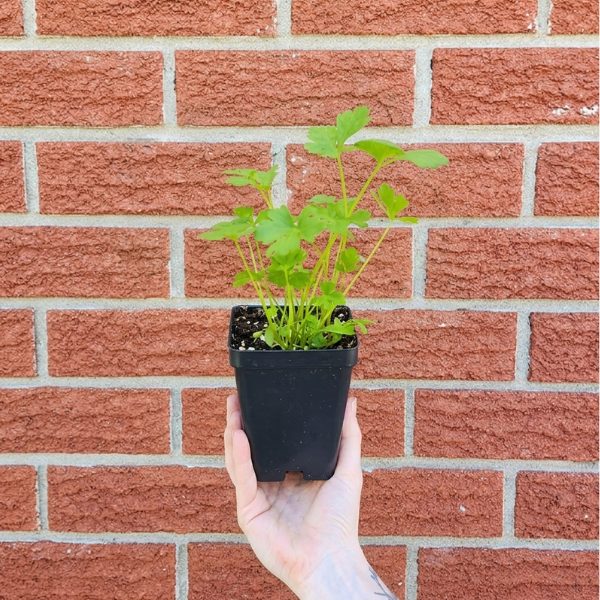 Parsley Seedling