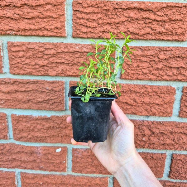 Winter Savoury Seedling