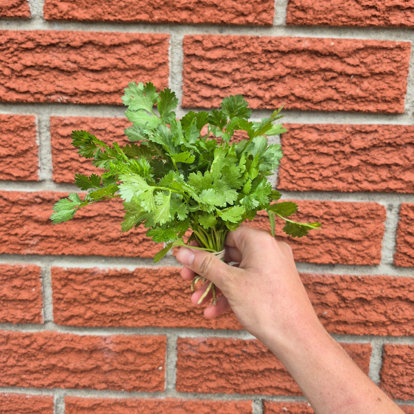 Cilantro