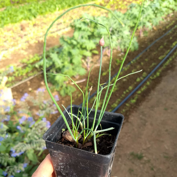 Chives Seedling