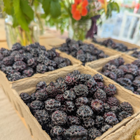 Black Raspberry