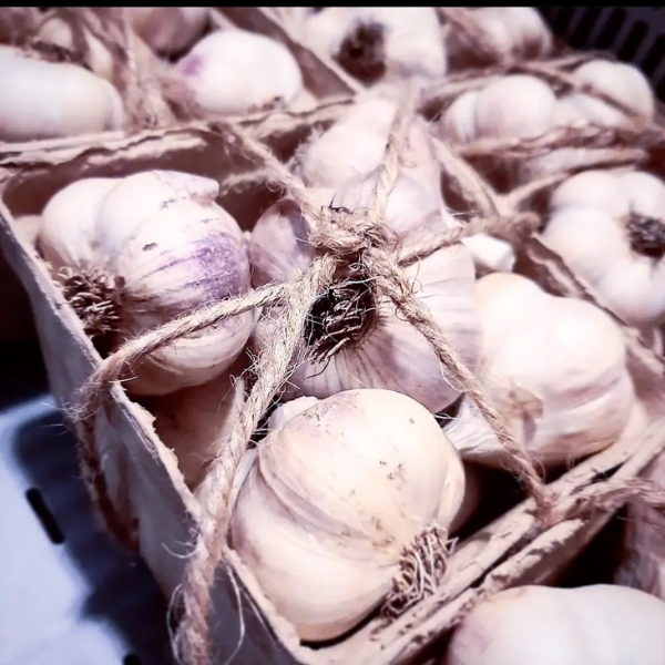 Garlic Cured