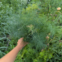 Dill