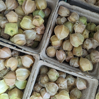 Ground Cherries