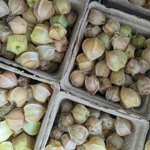 Ground Cherries