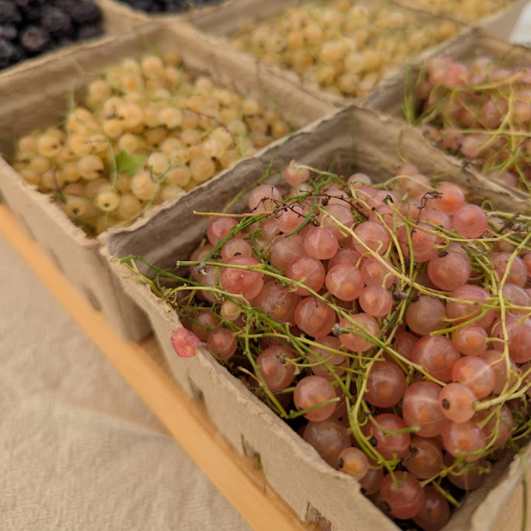Mixed Currant