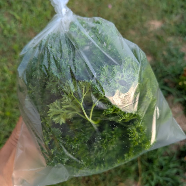 Parsley