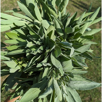 Sage