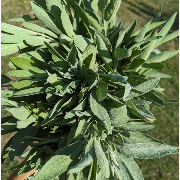 Sage