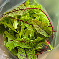 Mixed Salad