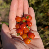 Spoon Tomatoes